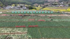 奉节举行2026年春季农业出产现场会